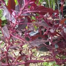 Image result for Amaranthus dubius