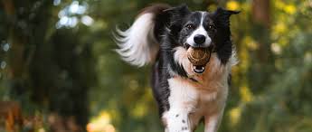 Why Does My Pet Need an Annual Pet Wellness Exam? | Thrive Pet Healthcare