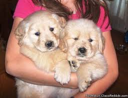 The puppies are $1000.00 and we accept deposits of. Akc Golden Retriever Puppies Price 650 For Sale In Marienville Pennsylvania Best Pets Online