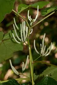 Image result for Piper umbellatum
