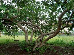 3.9 out of 5 stars. That Guava Tree Guava Tree Tree Guava Fruit Tree
