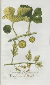 Image result for Cucumis prophetarum