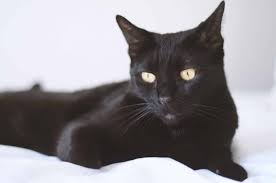 Ukpets found the following results on bombay for sale in the uk based on your search criteria. 10 Facts You Probably Didn T Know About Bombay Cats The Dog People By Rover Com