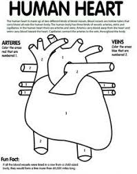 Human Heart On Crayola Com Heart Coloring Pages Human Heart Human Body Systems