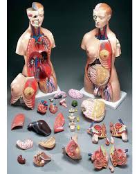 Human torso model with abdominal organs intact. Torso Anatomy Models Human Torso Models