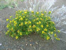 Image result for Geigeria