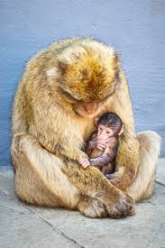 Gibraltar affen auf dem felsen. Die Affen Von Gibraltar Unser Besuch Affen Berberaffen Affenarten