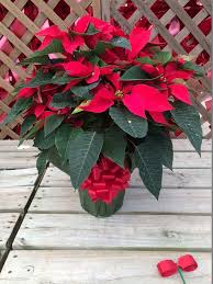 Take the following steps if a person is exposed to the plant. Poinsettia Pointers