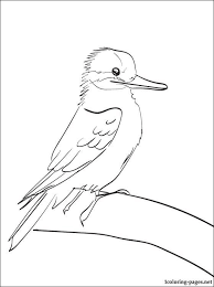 Plus, it's an easy way to celebrate each season or special holidays. Australian Animals Colouring Pages Animal Coloring Pages Australian Animals Australia Animals Coloring Library