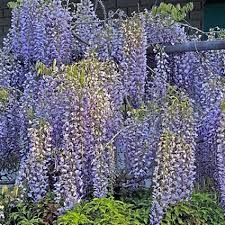 Armengol tocado | last updated: Wisteria Lovetoknow