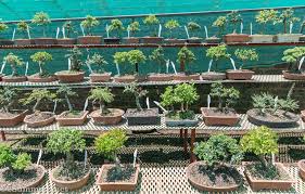 For sale, beautiful bonsai trees! The Magical Bonsai Trees Of Randfontein 2summers