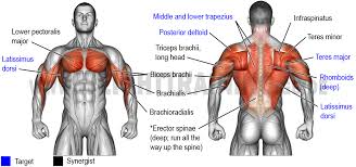 Maybe you would like to learn more about one of these? Posterior Muscles Of Torso Image Result For Torso Muscle Model Anatomy Models Labeled Anatomy Models Medical Anatomy The Posterior Chain Muscles Live On The Backside Of Your Body And Include