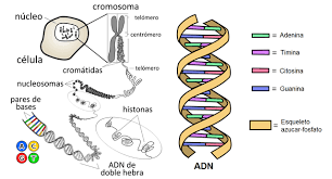 ADN: qué es, estructura, características, funciones y cómo está compuesto | El Popular