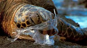What You Don T Know Won T Hurt You Plastic Pollution Ocean Animals Ocean Pollution