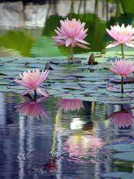 Pin By Joey Wong On Ponds Water Lilies Beautiful Flowers Pretty Flowers