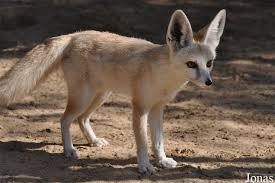 Ruppell S Fox Vulpes Rueppellii Canine Family Wild Dogs Domestic Dog