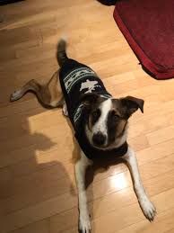 Pet beim führenden marktplatz für gebrauchtmaschinen kaufen Bighit Family On Twitter Since Soobin Shared His Dog Sean With Us Here Are Some Pictures Of My Dog Opie Too Please Reply With Pictures Of Your Dogs Pets As Well