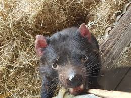 Tasmanian weather forecasts and warnings. Tasmanian Devil Conservation Park Review Of Tasmanian Devil Unzoo Taranna Australia Tripadvisor
