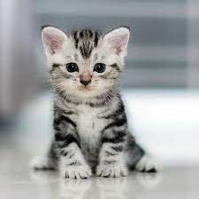 4 ras kucing paling besar di dunia, no 3 mirip dengan anak macan tutul kucing merupakan salah satu. Kucing Cantik Gebu Posts Facebook