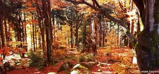 Wann sind die herbstferien 2020 in deutschland verteilt? Herbstferien In Bayern Herbsturlaub Bayerischer Wald Herbst Wald