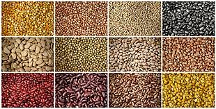 Legume Sec Wikipedia