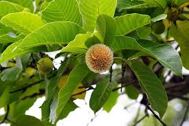 Maybe you would like to learn more about one of these? Eight Best Flowering Trees Of India That You Shouldn T Miss In Your Garden Imot Agri Forum