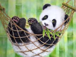 Free Download Cute Panda Wallpapers Tumblr Wallpapers Backgrounds Images Art Photos Cute Panda Wallpaper Panda Wallpapers Cute Panda