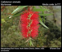 Image result for Myrtaceae