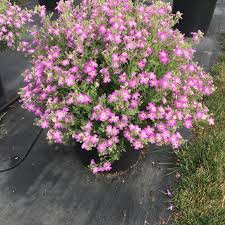 Image result for Jamesbrittenia burkeana