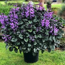Image result for Plectranthus elegans