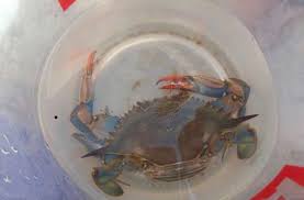Maybe you would like to learn more about one of these? Venezia Il Granchio Blu Si Diffonde Esemplare Trovato In Spiaggia Al Lido Corrieredelveneto It