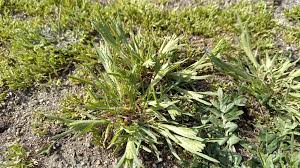 Image result for Urochloa dura