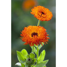 Calendula Officinalis Neon Calendula Wonderful Flowers Beautiful Flowers