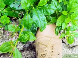 How to clean muddy shoes? How To Clean Muddy Shoes 12 Steps With Pictures Wikihow