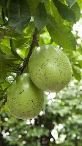 Western washington tree fruit & alternative fruits washington state university extension. Pin On Garden Trees