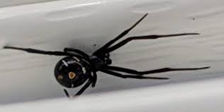 Joe on march 29, 2020: Newaygo Michigan Usa Is This A Black Widow Spiders