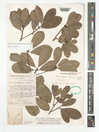 Image result for Chrysophyllum welwitschii