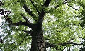 We Buy Walnut Trees Black Walnut Tree Purchasing In Indiana