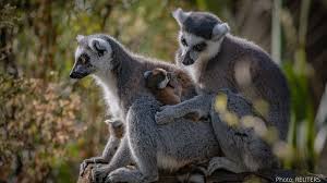 Twin Baby Lemurs Born At This Zoo In The Uk Lemurs Sundaflyinglemur In 2020 Lemur Baby Lemur Twin Babies