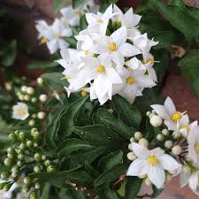 Image result for Solanum