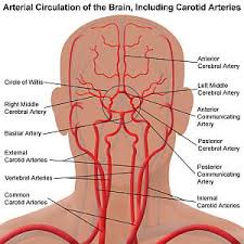 The internal carotid arteries carry blood directly to the front and middle parts of the brain while the external carotid artery carries blood to the face and scalp. Vascular Anatomy Of The Neck Ent Clinic Sydney