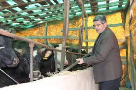 Samsun Da Buyukbas Hayvan Dolandiriciligi Iddiasi 220 Bin Tl Lik Vurgun Samsun Haberleri