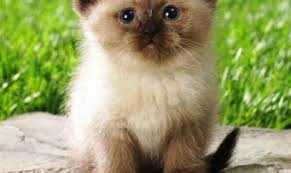 Kucing himalaya merupakan salah satu ras kucing yang berasal dari hasil perkawinan silang antara persia dengan siam. Asal Usul Jenis Kucing Persia Himalaya Yoadit Com