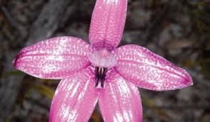 Image result for Elymandra