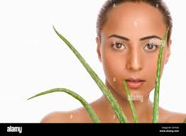 Asian aloe vera hi-res stock photography and images