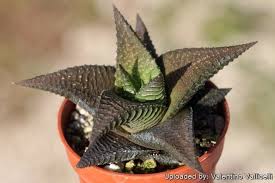 Image result for Haworthia limifolia