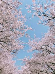 Aesthetic Cherry Blossoms Wallpapers Top Free Aesthetic Cherry Blossoms Backgrounds Wallpaperaccess Lovepik > aesthetic cherry blossom images 29000+ results. aesthetic cherry blossoms wallpapers