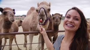 An unusual family, gil, nancy, a small handful of very dedicated animal caretakers and a huge family of camels, birds and other farm animals call the oasis camel dairy home. Oasis Camel Dairy Farm Pomegranate Days With Jenny Milkowski 11 26 19 Youtube
