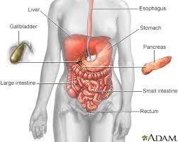Muscles of your stomach mix the food with these digestive juices. Alcoholic Liver Disease Information Mount Sinai New York