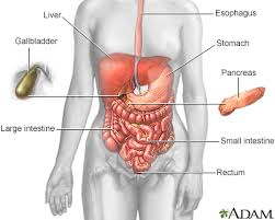 The oesophagus is a fibromuscular tube, approximately 25cm in length that transports food from the pharynx to the stomach. Appendicitis Information Mount Sinai New York